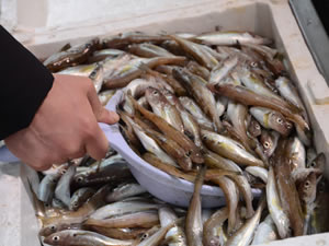 Balık piyasasında durgunluk yaşanıyor