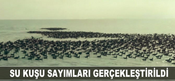Su kuşu sayımları gerçekleştirildi