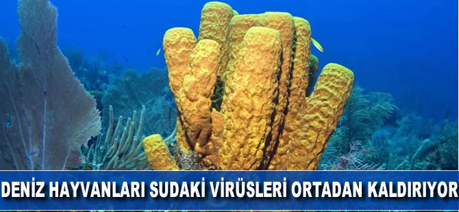 Deniz hayvanları sudaki virüsleri ortadan kaldırıyor