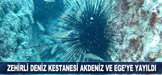 Zehirli deniz kestanesi Akdeniz ve Ege'ye yayıldı