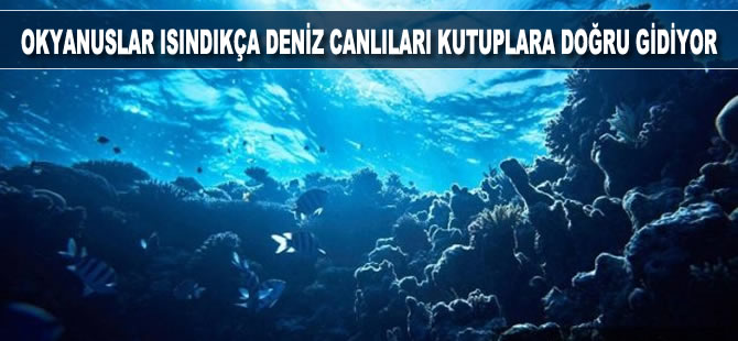 Okyanuslar ısındıkça deniz canlıları kutuplara doğru gidiyor