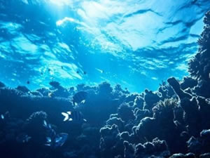 Okyanuslar ısındıkça deniz canlıları kutuplara doğru gidiyor