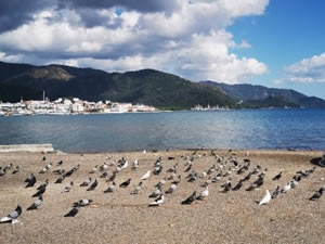 Marmarisliler yasaklara uydu, sahiller güvercin ve martılara kaldı