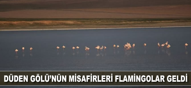 Düden Gölü’nün misafirleri flamingolar geldi