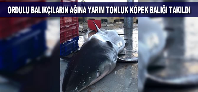 Ordulu balıkçıların ağına yarım tonluk köpek balığı takıldı