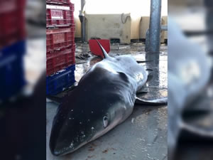 Ordulu balıkçıların ağına yarım tonluk köpek balığı takıldı