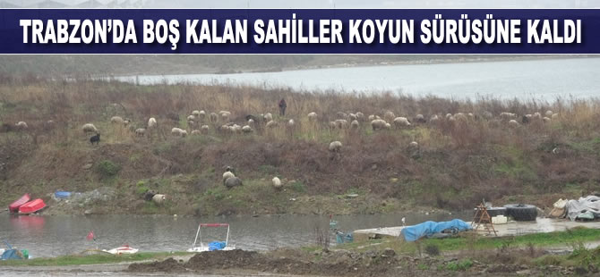 Trabzon'da boş kalan sahiller koyun sürüsüne kaldı