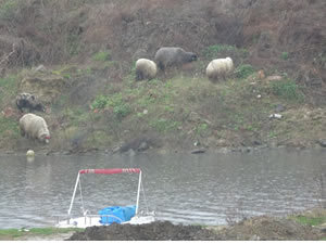 Trabzon'da boş kalan sahiller koyun sürüsüne kaldı