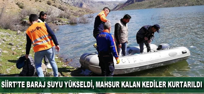 Siirt'te baraj suyu yükseldi, mahsur kalan kediler kurtarıldı