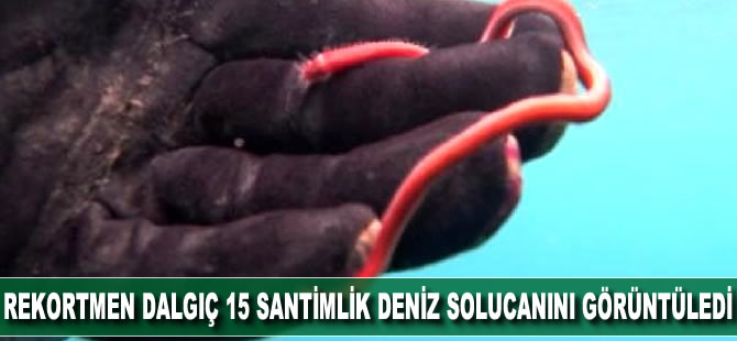 Rekortmen dalgıç, 15 santimlik deniz solucanını görüntüledi