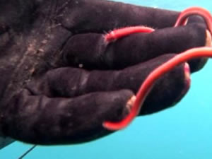 Rekortmen dalgıç, 15 santimlik deniz solucanını görüntüledi