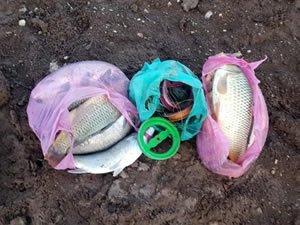 Samsat'ta balık avlayanlara göz açtırılmıyor