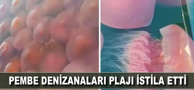 Pembe denizanaları plajı istila etti