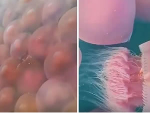 Pembe denizanaları plajı istila etti