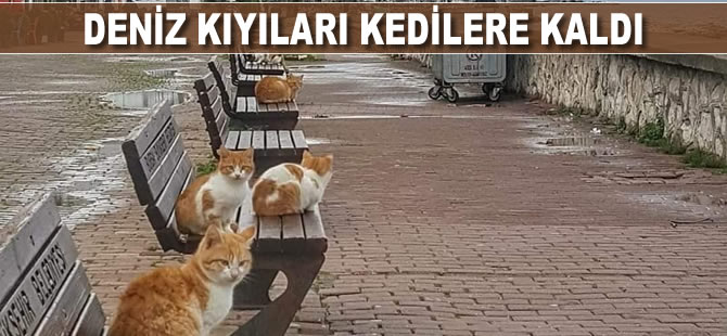Deniz kıyıları kedilere kaldı