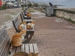 Deniz kıyıları kedilere kaldı
