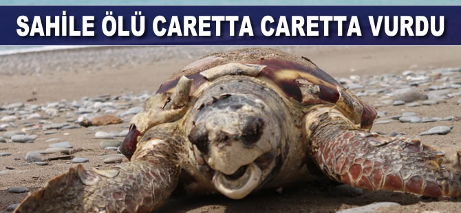 Sahile ölü caretta caretta vurdu