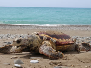 Sahile ölü caretta caretta vurdu