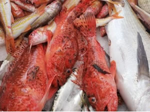 Çeşme'de balıkçılar, evlere balık servisi yapıyor