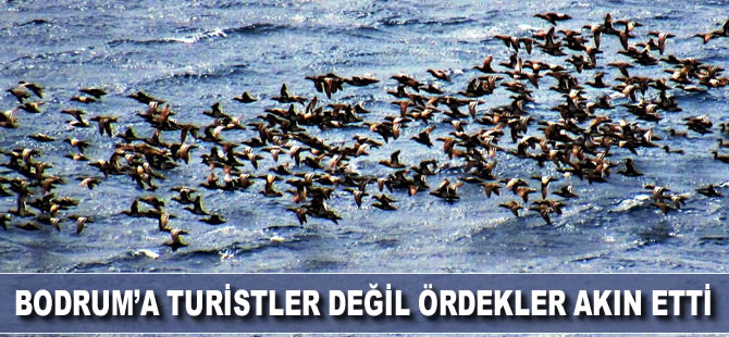 Bodrum’a turistler değil ördekler akın etti