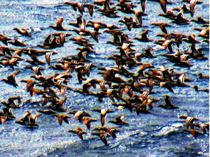 Bodrum’a turistler değil ördekler akın etti