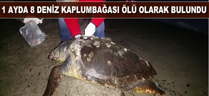 1 ayda 8 deniz kaplumbağası ölü olarak bulundu