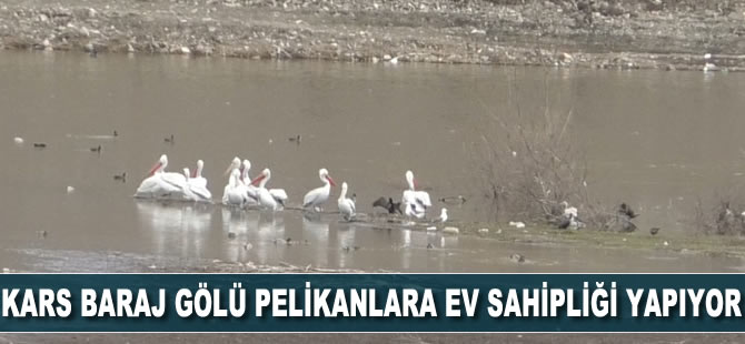 Kars Baraj Gölü pelikanlara ev sahipliği yapıyor