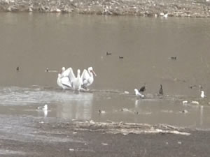 Kars Baraj Gölü pelikanlara ev sahipliği yapıyor