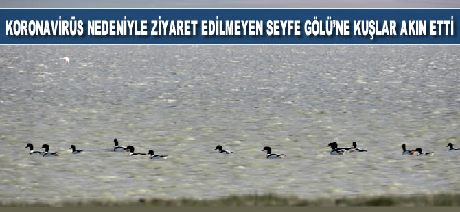 Koronavirüs nedeniyle ziyaret edilmeyen Seyfe Gölü'ne kuşlar akın ettti