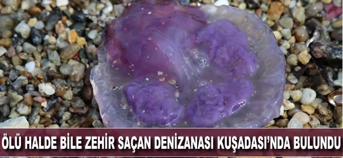 Ölü halde bile zehir saçan Pergelli denizanası Kuşadası Körfezi’nde ortaya çıktı