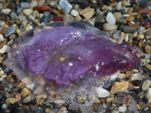 Ölü halde bile zehir saçan Pergelli denizanası Kuşadası Körfezi’nde ortaya çıktı