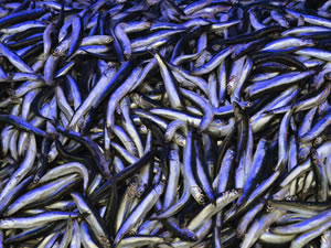 En fazla hamsi ihracatı Belçika'ya