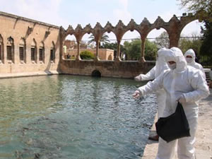 Balıklıgöl'deki balık ve kuşlara yem verildi