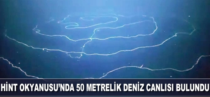 Hint Okyanusu'nda 50 metre uzunluğunda deniz canlısı bulundu