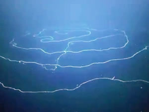 Hint Okyanusu'nda 50 metre uzunluğunda deniz canlısı bulundu