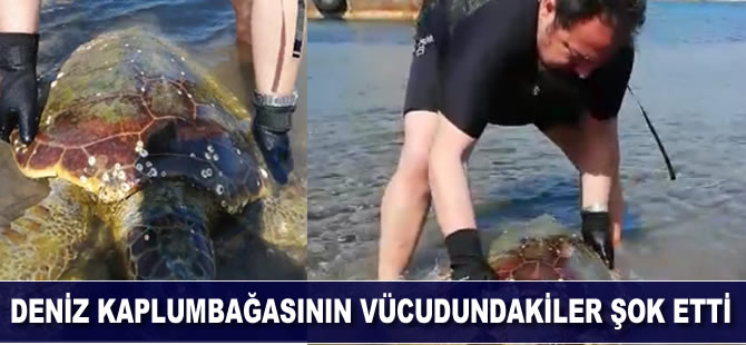 Deniz kaplumbağasının vücudundakiler şok etti