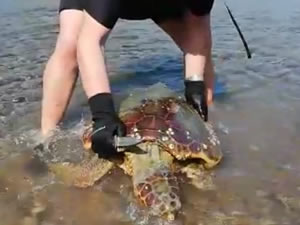 Deniz kaplumbağasının vücudundakiler şok etti