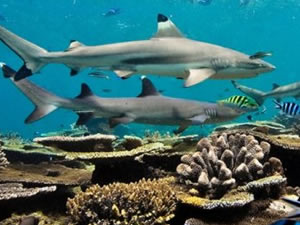 İklim değişikliği tersine çevrilmezse okyanus ekosistemi aniden çökebilir