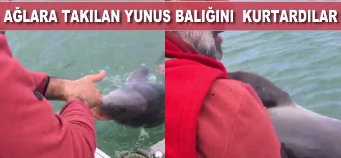 Ağlara takılan yunus balığını kurtardılar