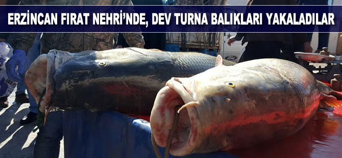Erzincan Fırat Nehri'nde, dev turna balıkları yakaladılar