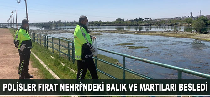 Polisler Fırat Nehri'ndeki balık ve martıları besledi