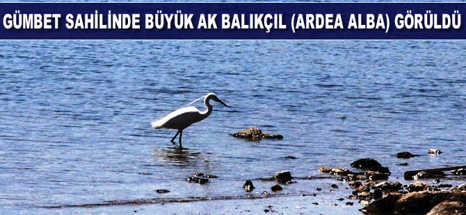 Gümbet sahilinde  büyük ak balıkçıl görüldü