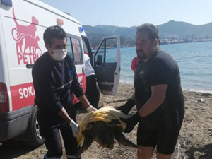 Yaralı caretta carettanın yardımına Petbulance ekibi yetişti