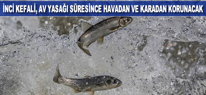 İnci kefali, av yasağı süresince havadan ve karadan korunacak