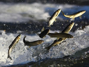 İnci kefali, av yasağı süresince havadan ve karadan korunacak