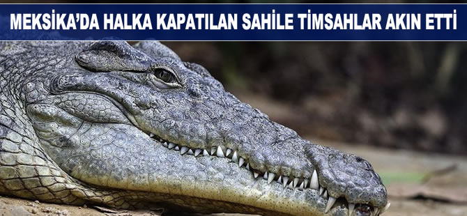 Meksika'da halka kapatılan sahile timsahlar akın etti