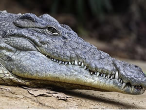 Meksika'da halka kapatılan sahile timsahlar akın etti