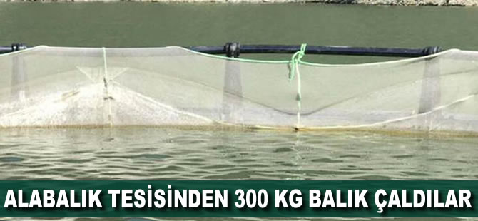 Alabalık tesisinden 300 kg balık çaldılar