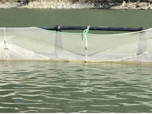 Alabalık tesisinden 300 kg balık çaldılar