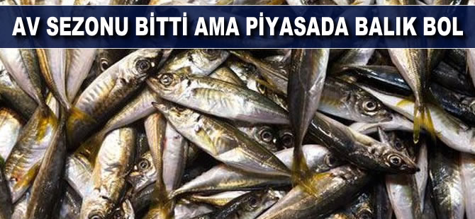 Av sezonu bitti ama piyasada balık bol